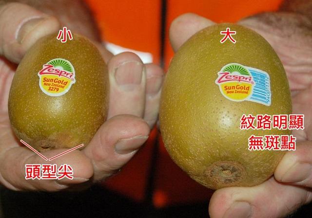 挑选好吃的眉县猕猴桃3个重点！