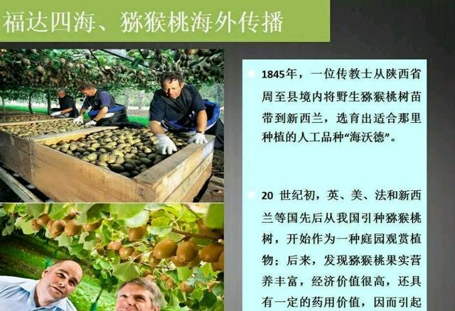中国最大的猕猴桃种植基地周至和眉县，哪个才是猕猴桃乡？
