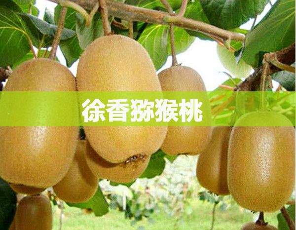 眉县猕猴桃价格多钱？陕西猕猴桃一斤批发价格！